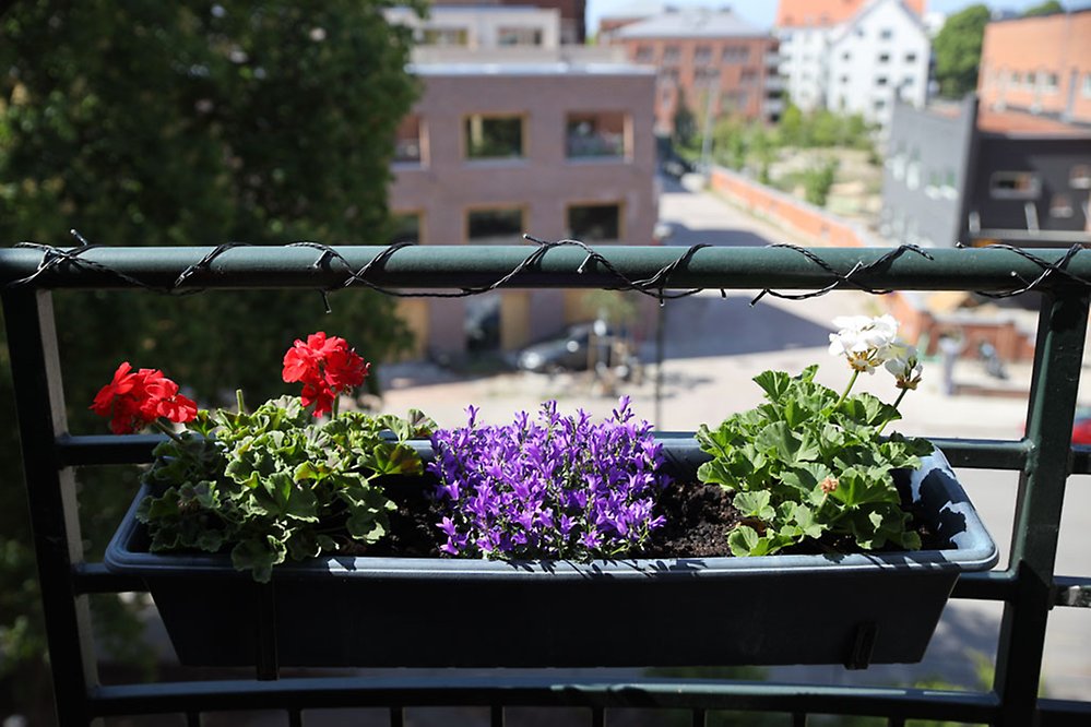 Nyplanterade blommor och en ljusslinga ger myskänsla på balkongen.