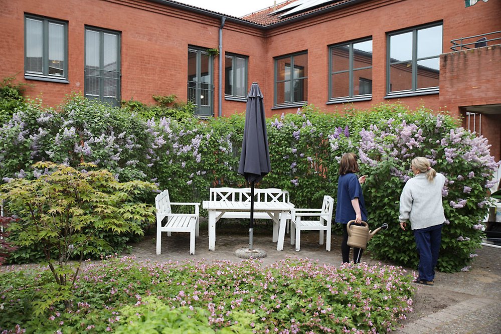 Personalen underhåller de höga syrenbuskar som omgärdar sittplatsen på innergården.