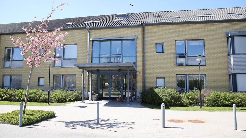 Framför vår ljusa entré blommar skira körsbärsblommor.