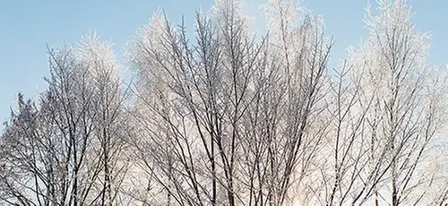 Frostiga träd mot en blå himmel. 