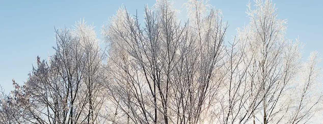 Frostiga träd mot en blå himmel. 