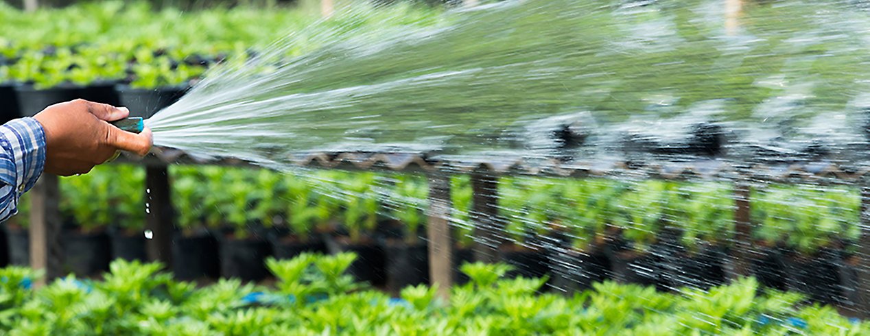 En person håller i en vattenslang och vattnar växter, man ser bara personens hand.