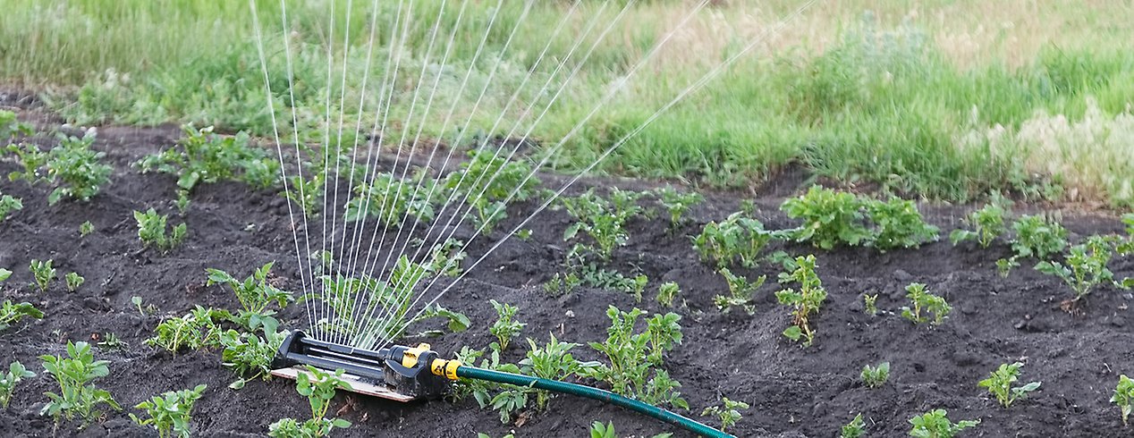 En vattenspridare som är igång och vattnar växter i jord. Foto: 