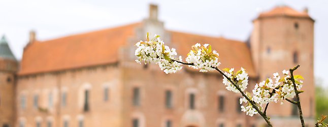 En gren från ett träd med vita blad, i bakgrunden ett slott.