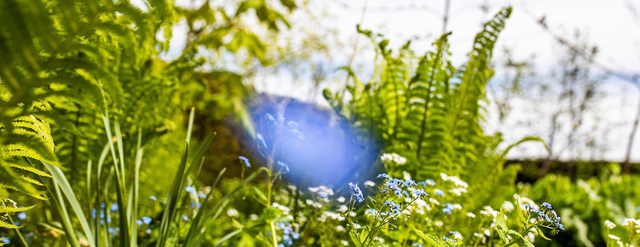 gröna växter i solljus