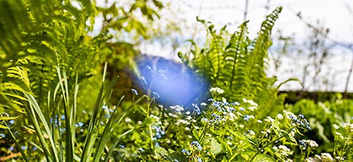 gröna växter i solljus