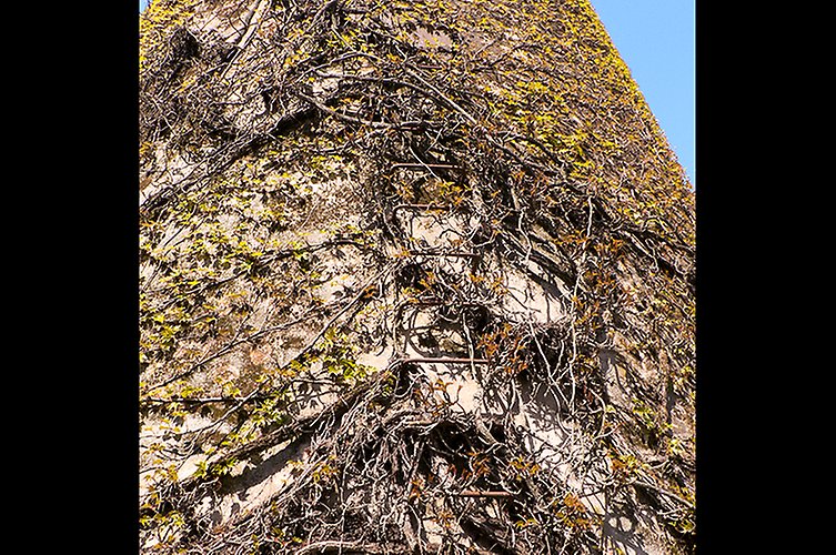 Närbild på fasad överväxt av klängväxter.