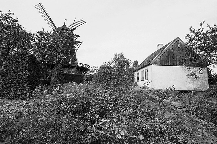 Äldre svartvitt foto med ljust hus och trädgård. Väderkvarn i bakgrunden.