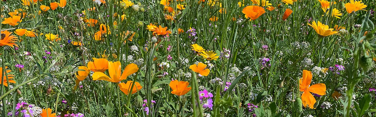 Ängsblommor på Ärtholmsvägen.