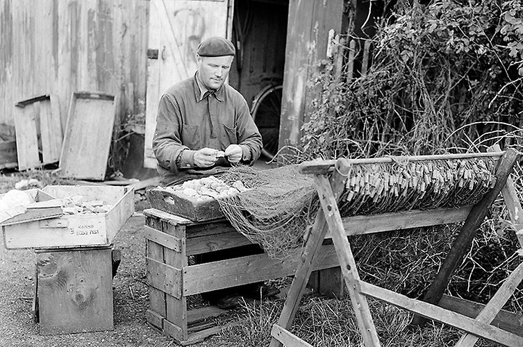 Fiskare Sven Bengtson bakom bod nr6 i kvarteret Abborren år 1955. 