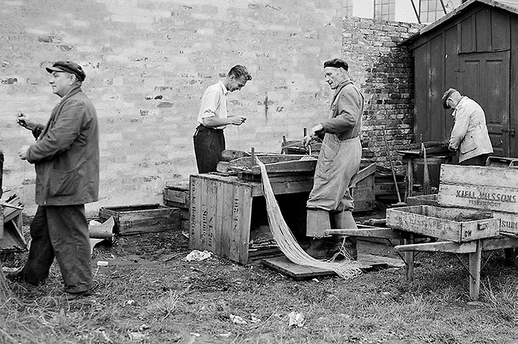 Bild på män som arbetar i kvarteret Abborren år 1955. 