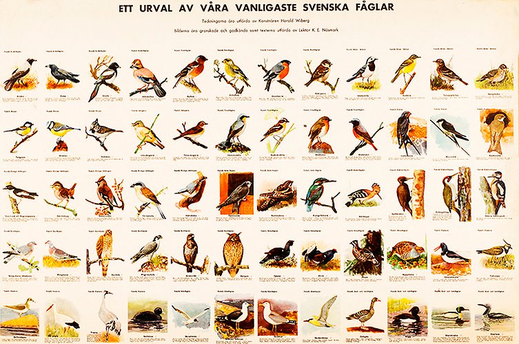 Affisch med samling av målningar av vanliga svenska fåglar.