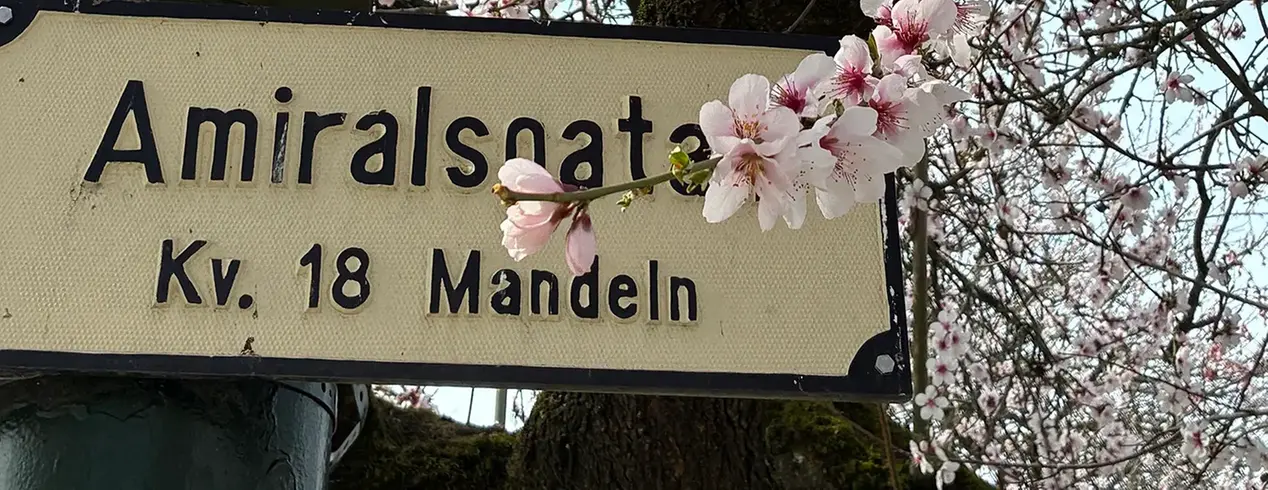 En blommande trädkvist med ljusrosa blommor framför en vägskylt där det står 