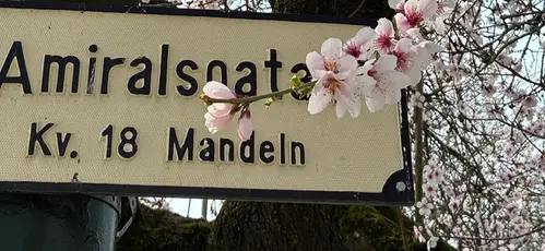 En trädkvist som blommar med ljusrosa blommor framför en vägskylt med texten "Amiralsgatan Kv.18 Mandeln". 