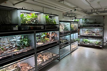 Bakutrymmet är fyllt med akvarier och terrarium från golv till tak runt hela rummet.
